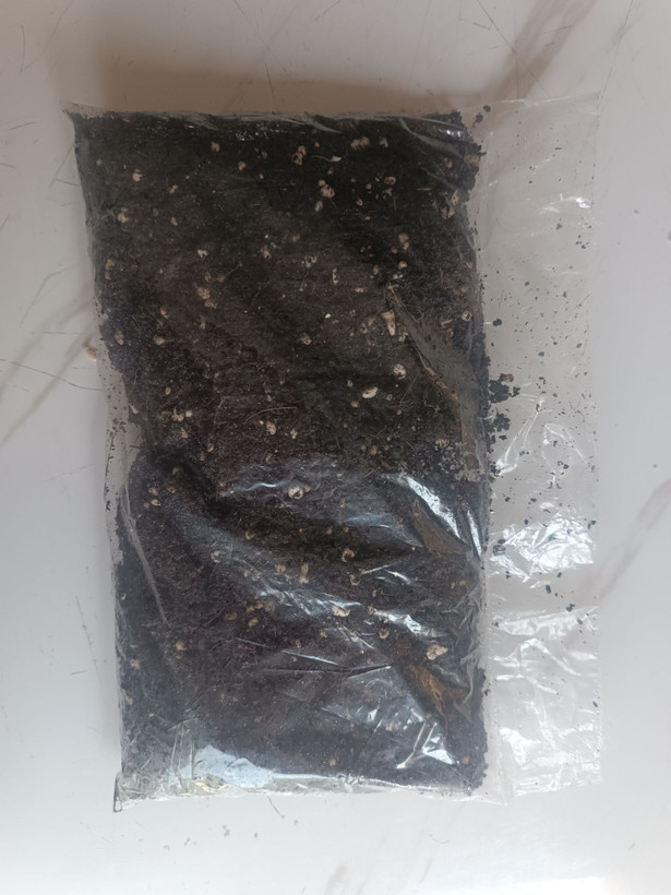 خاک مخصوص پرورش حلزون آلبینو
